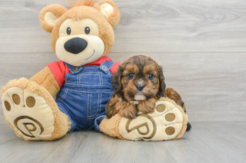 5 week old Cavapoo Puppy For Sale - Simply Southern Pups