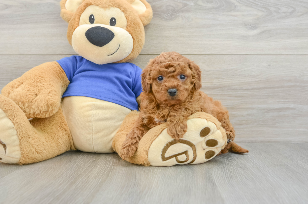 7 week old Cavapoo Puppy For Sale - Simply Southern Pups