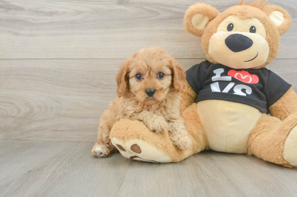 6 week old Cavapoo Puppy For Sale - Simply Southern Pups