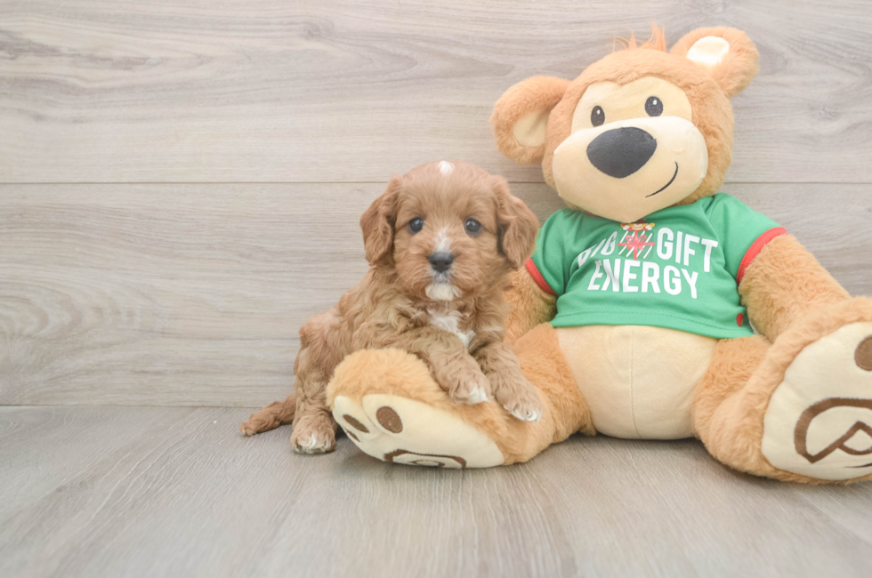 5 week old Cavapoo Puppy For Sale - Simply Southern Pups
