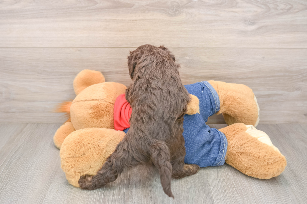 Popular Cavapoo Poodle Mix Pup