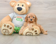7 week old Cavapoo Puppy For Sale - Simply Southern Pups