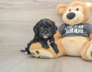 7 week old Cavapoo Puppy For Sale - Simply Southern Pups