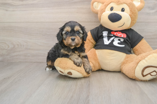 Best Cavapoo Baby
