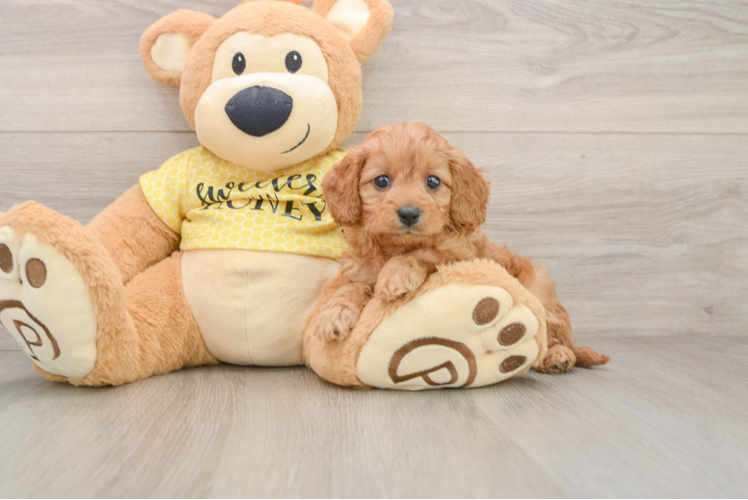 Adorable Cavalier King Charles Spaniel and Poodle Mix Poodle Mix Puppy