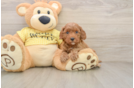 Best Cavapoo Baby