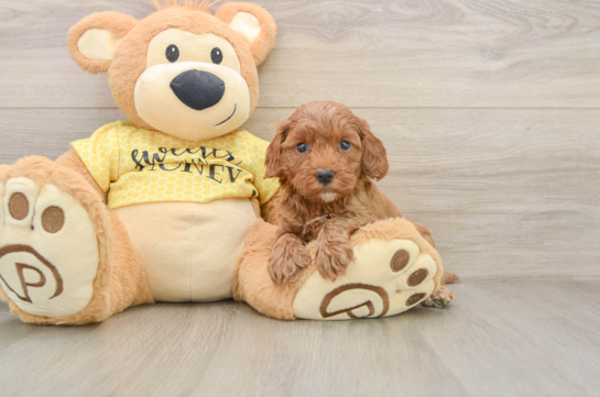 Best Cavapoo Baby