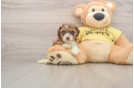 Best Cavapoo Baby
