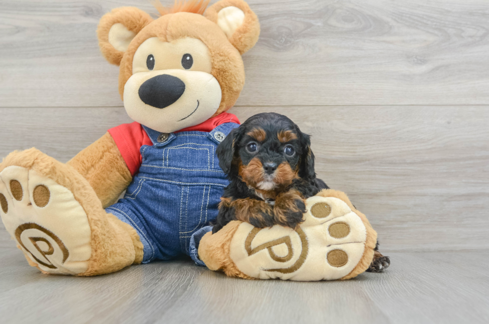 5 week old Cavapoo Puppy For Sale - Simply Southern Pups