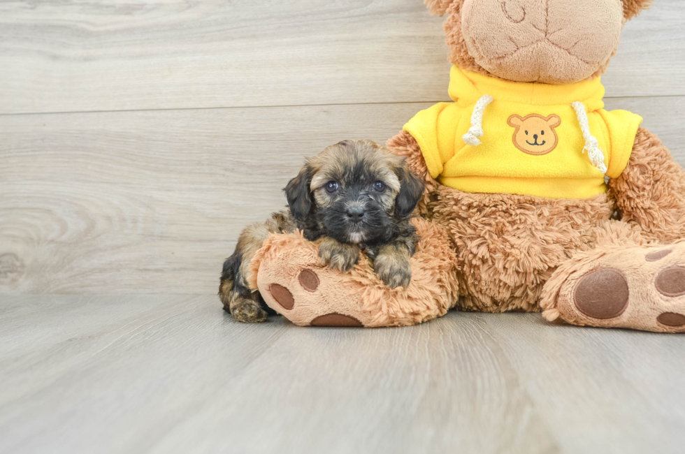 6 week old Cavapoo Puppy For Sale - Simply Southern Pups