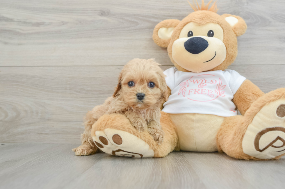 5 week old Cavapoo Puppy For Sale - Simply Southern Pups