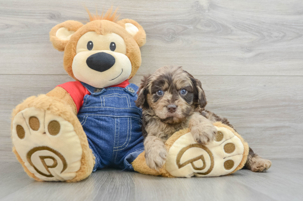 5 week old Cavapoo Puppy For Sale - Simply Southern Pups