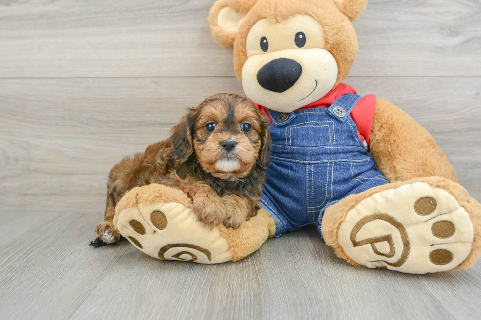 Playful Cavapoodle Poodle Mix Puppy