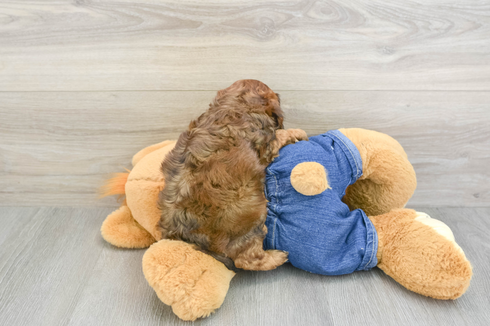 Petite Cavapoo Poodle Mix Pup