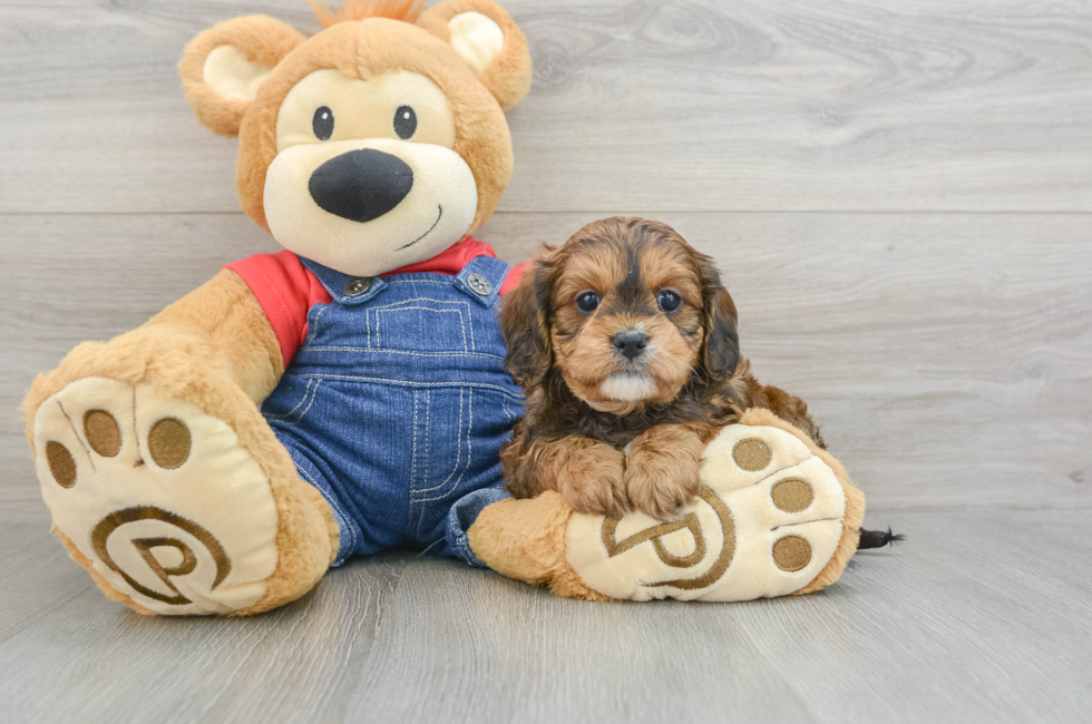 5 week old Cavapoo Puppy For Sale - Simply Southern Pups