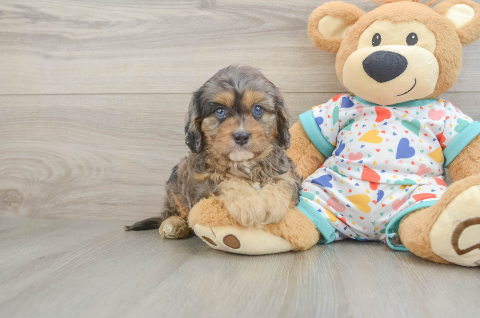 5 week old Cavapoo Puppy For Sale - Simply Southern Pups