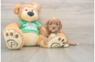 Cavapoo Puppy for Adoption