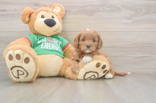 Cavapoo Puppy for Adoption