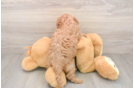 Cavapoo Puppy for Adoption