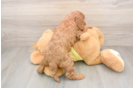 Funny Cavapoo Poodle Mix Pup