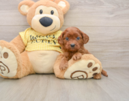 8 week old Cavapoo Puppy For Sale - Simply Southern Pups