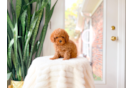 Cute Cavapoo Baby