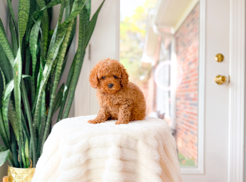 Cute Cavapoo Baby