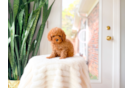 Cavapoo Puppy for Adoption