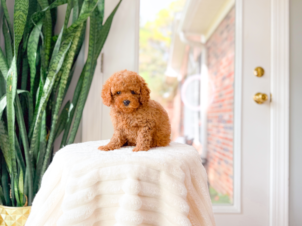 Cavapoo Puppy for Adoption