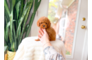 Cute Cavipoo Poodle Mix Puppy