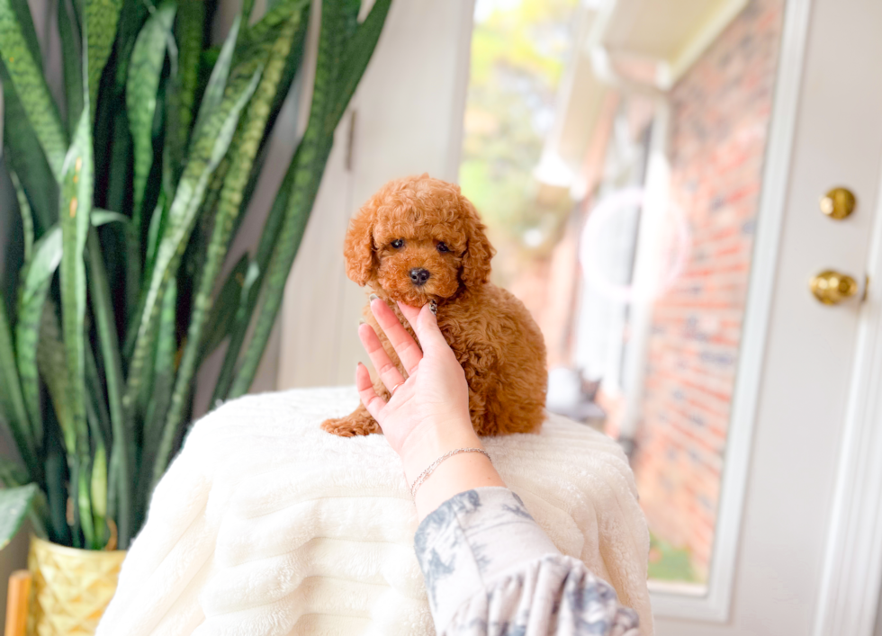 Cute Cavipoo Poodle Mix Puppy