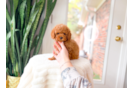 Cute Cavoodle Poodle Mix Puppy