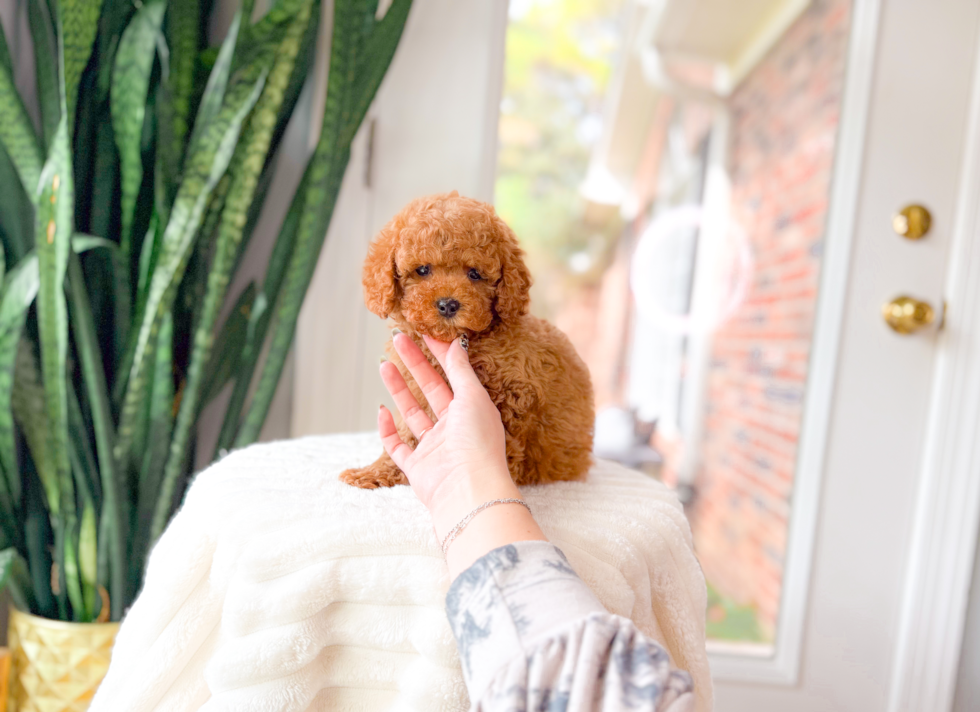 Cute Cavoodle Poodle Mix Puppy