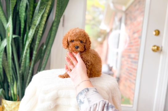 Cute Cavoodle Poodle Mix Puppy