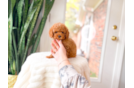 Cavapoo Pup Being Cute