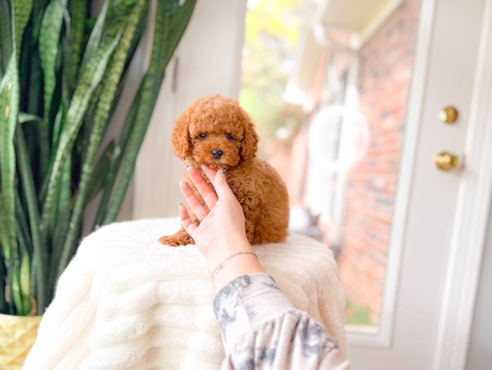 Cavapoo Pup Being Cute