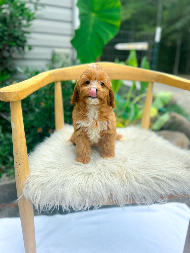 Cute Cavapoo Poodle Mix Pup