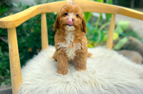 Cute Cavapoo Poodle Mix Pup