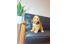 Cavapoo Pup Being Cute