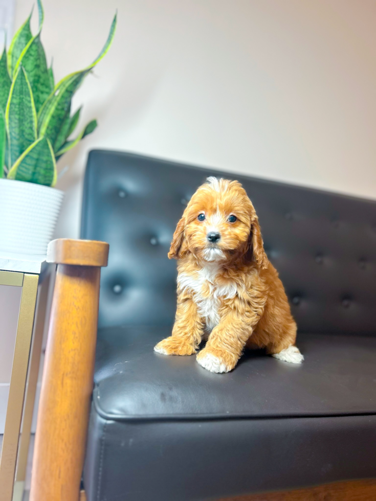 Cavapoo Pup Being Cute