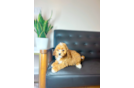 Cute Cavapoo Baby