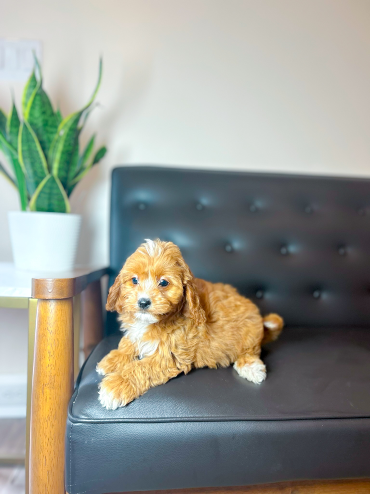 Cute Cavapoo Baby