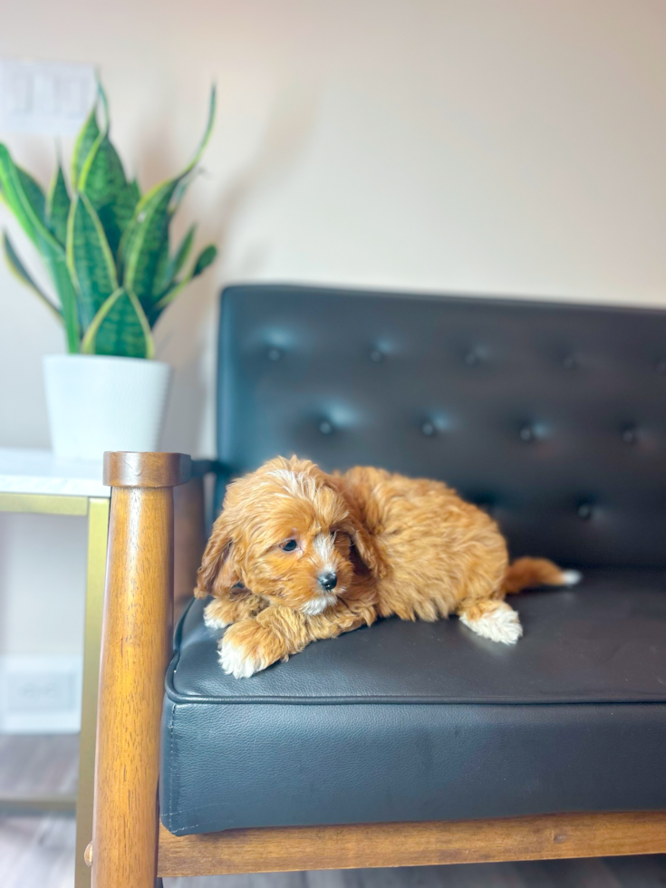 Cute Cavapoo Poodle Mix Pup