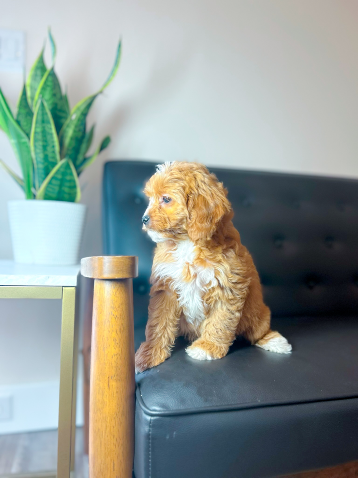 Cute Cavipoo Poodle Mix Puppy