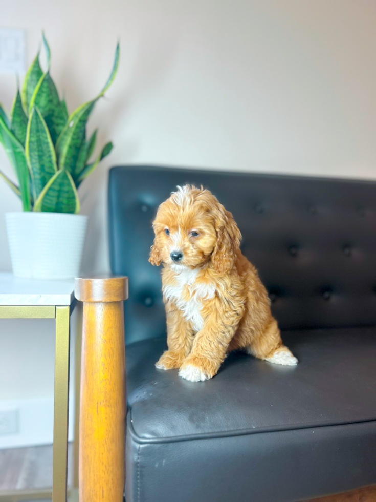 Cavapoo Pup Being Cute