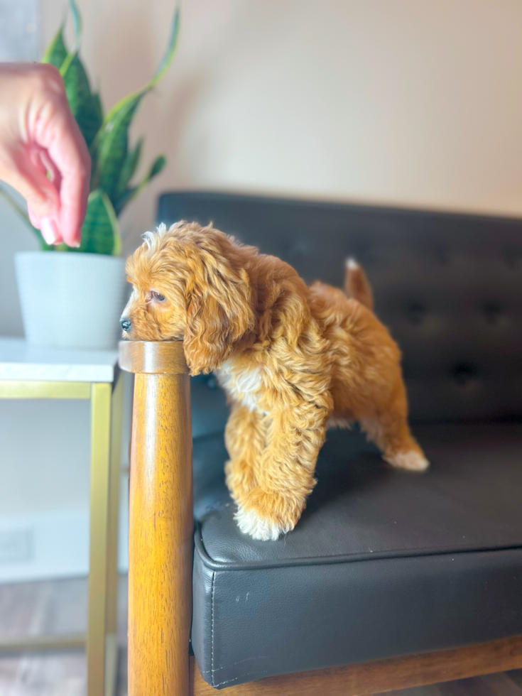 Cavapoo Pup Being Cute