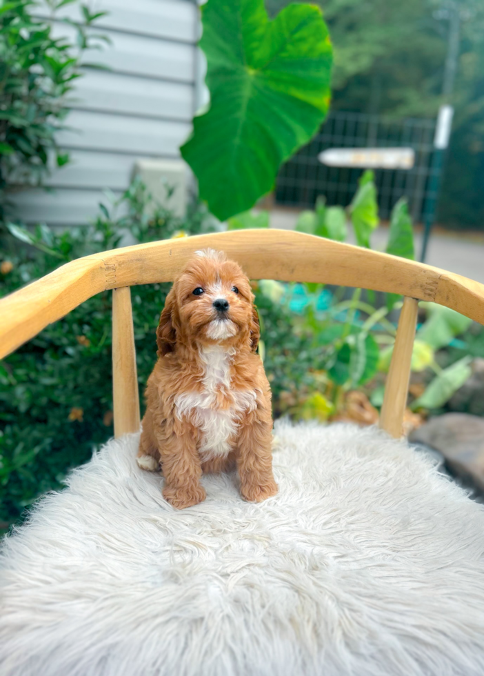 Cute Cavapoo Baby