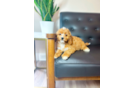 Cute Cavadoodle Poodle Mix Puppy