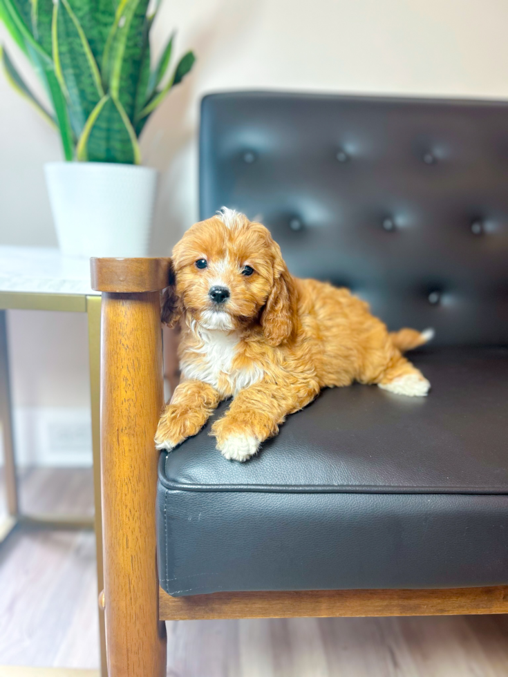 Cute Cavadoodle Poodle Mix Puppy