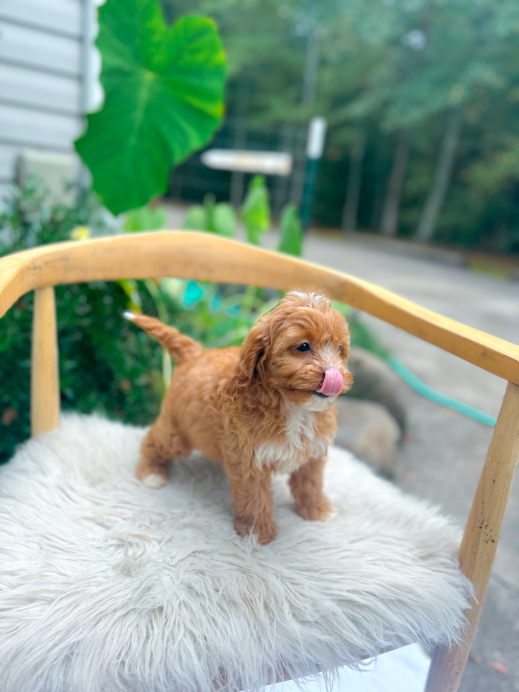 Cavapoo Pup Being Cute